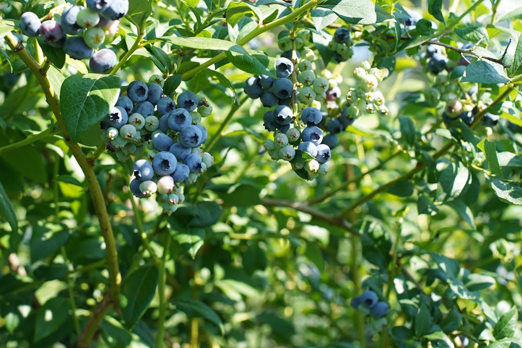 Doremi Blueberry Farm | 20006 Old Dewdney Trunk Rd, Pitt Meadows, BC V3Y 1Z1, Canada | Phone: (778) 886-9237