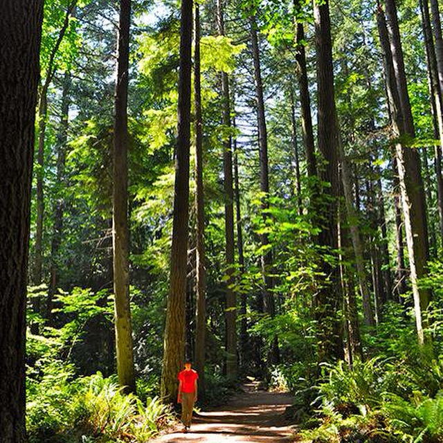 Pacific Spirit Regional Park | 5495 Chancellor Blvd, Vancouver, BC V6T 1E4, Canada | Phone: (604) 224-5739