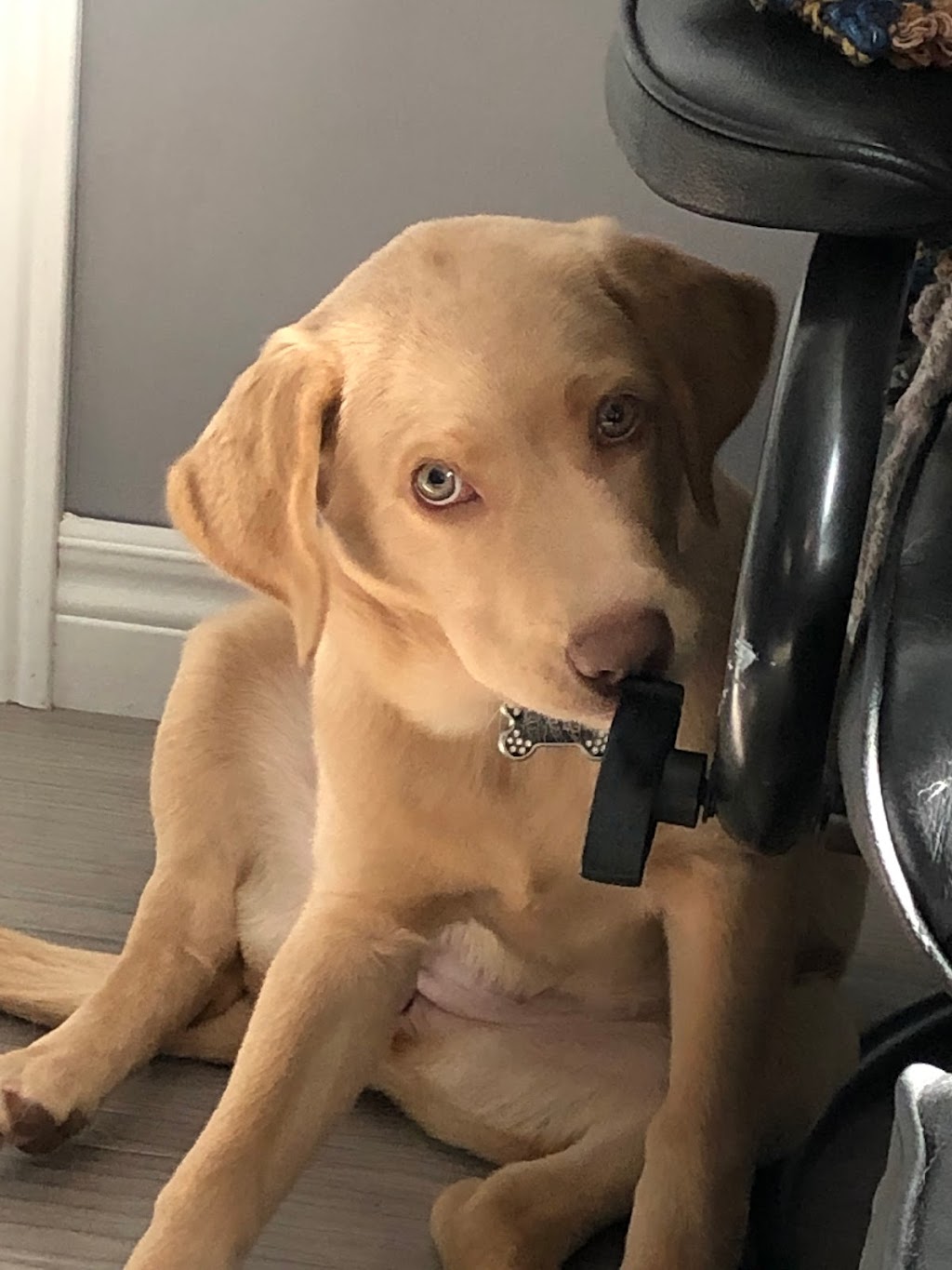 Hazelstone Labrador Fur Babies | Maplelawn Dr, St. Jacobs, ON N0B 2N0, Canada | Phone: (226) 868-5558