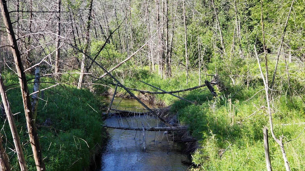 Goodwood Conservation Area | Cedar Valley, ON L0G 1E0, Canada