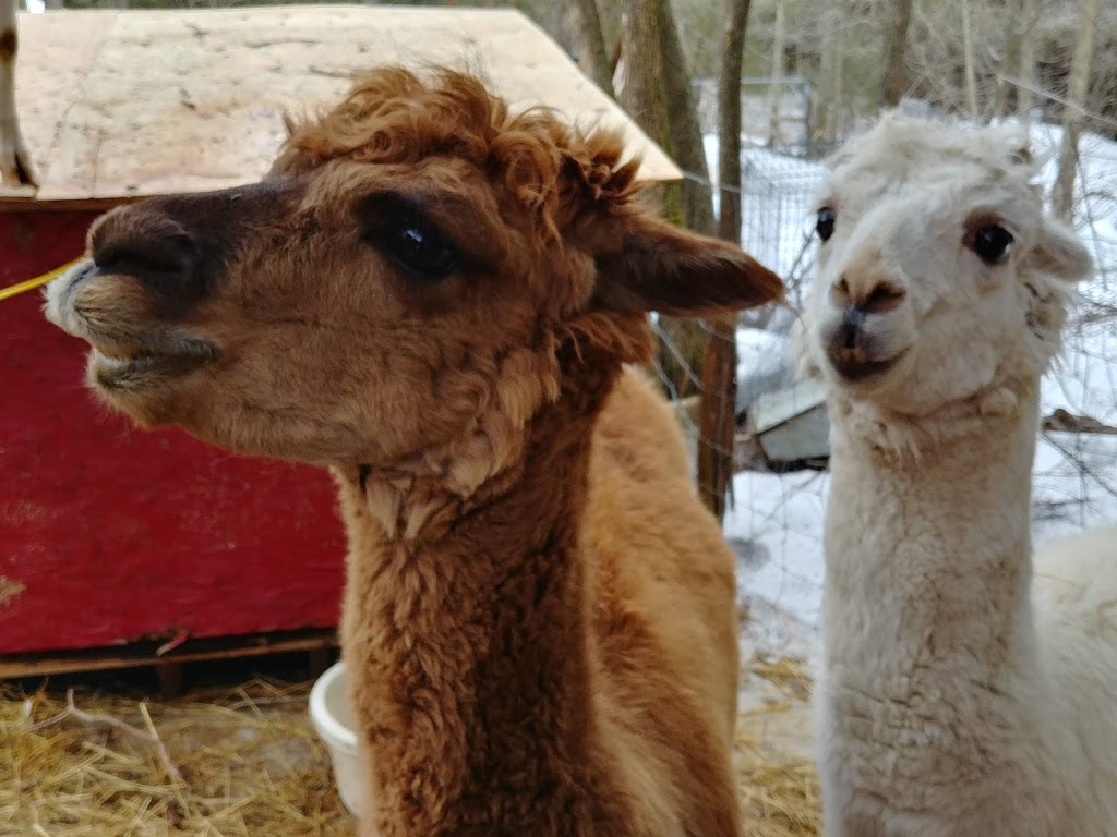 Happy Tales Animal Sanctuary | 3225 Wilton Rd, Harrowsmith, ON K0H 1V0, Canada | Phone: (613) 217-2570