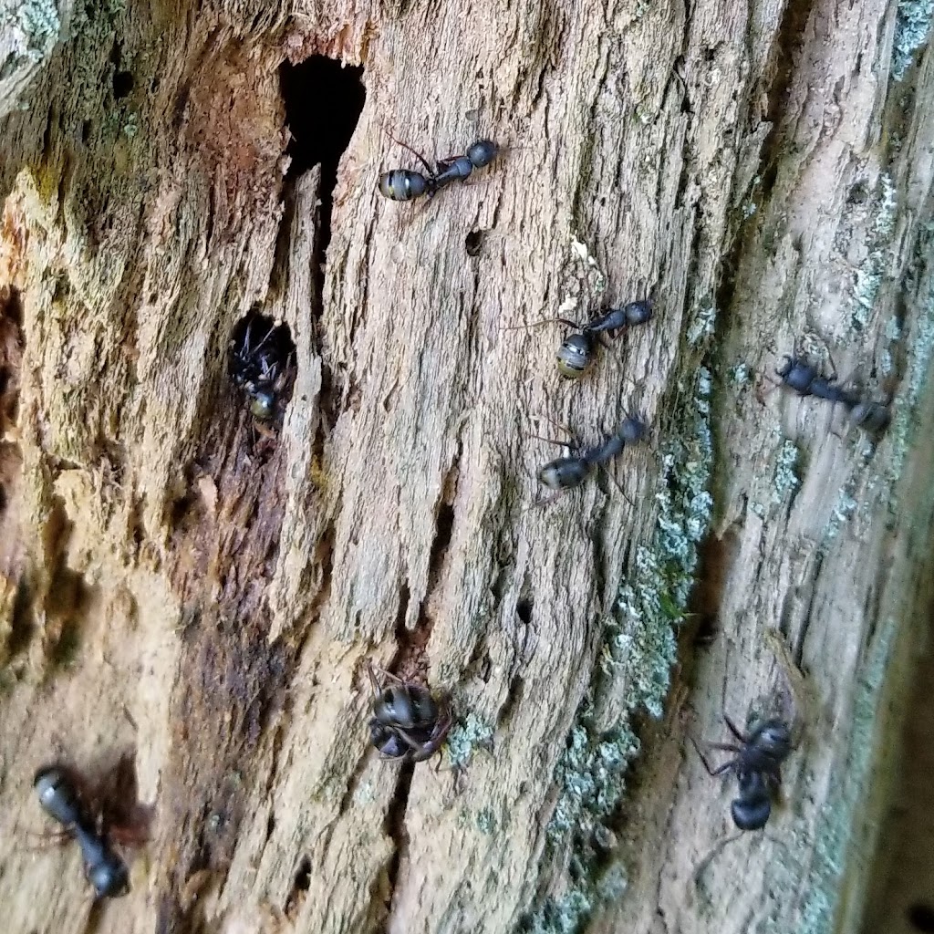 Solutions Pest Control | 2912 E 54th Ave, Vancouver, BC V5S 1Y5, Canada | Phone: (855) 858-9776