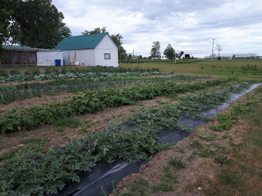 Du champs aux pots | 600 Rang St Joseph, Sainte-Martine, QC J0S 1V0, Canada | Phone: (450) 427-0186
