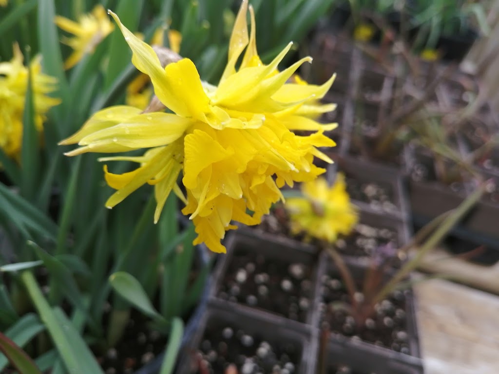 The Briar Patch Farm & Nursery | 4568 Highway #1, South Berwick, NS B0P 1E0, Canada | Phone: (902) 538-9164