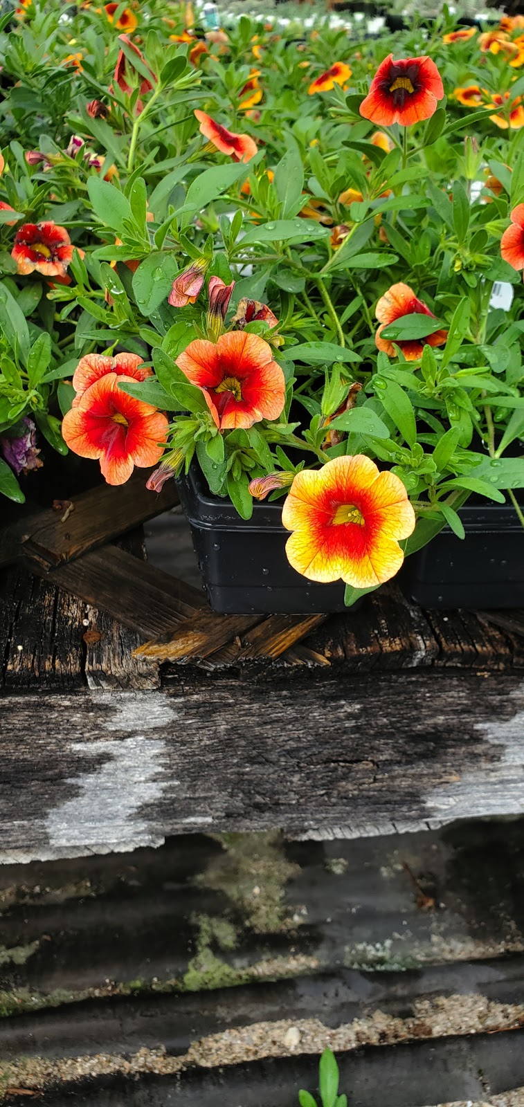 Temperate Garden | 101 Bonnechere St E, Eganville, ON K0J 1T0, Canada | Phone: (613) 628-1048