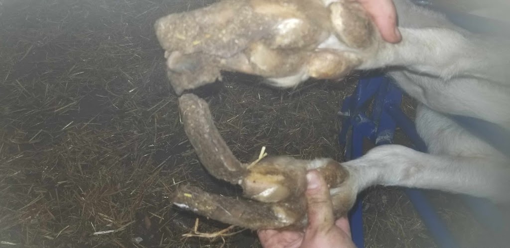 Bizarre Beasts Hoof Trimming | 458 Cambray Rd, Cambray, ON K0M 1E0, Canada | Phone: (705) 340-1869