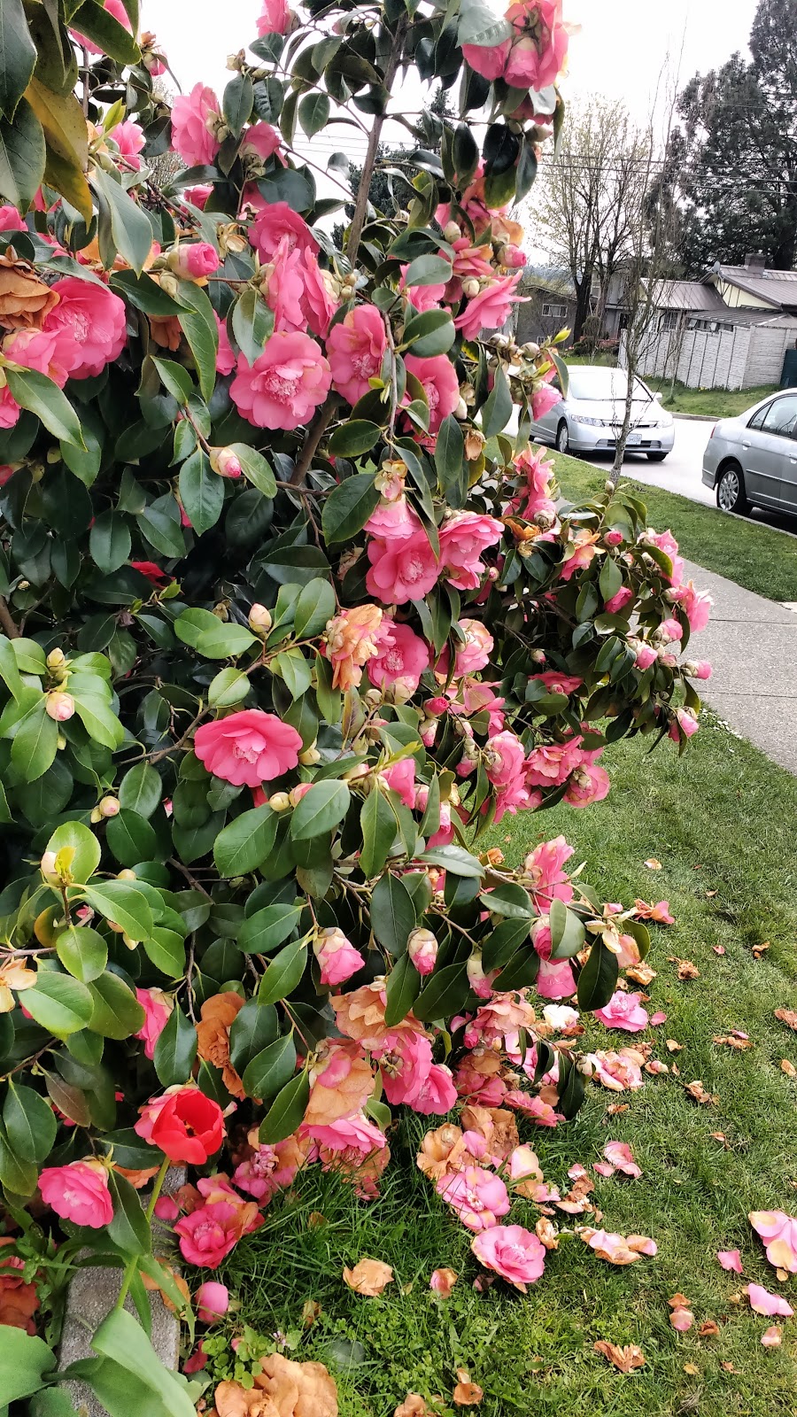 Ross Park | 7402 Ross St, Vancouver, BC V5X 4B7, Canada | Phone: (604) 873-7000