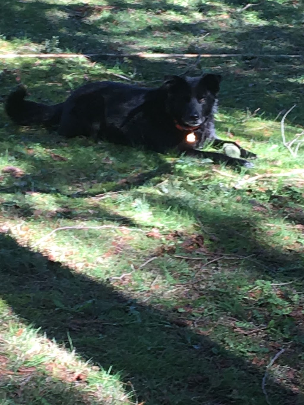 DELTA PET CARE | 5309 9 Ave, Delta, BC V4M 1V8, Canada | Phone: (604) 670-4171