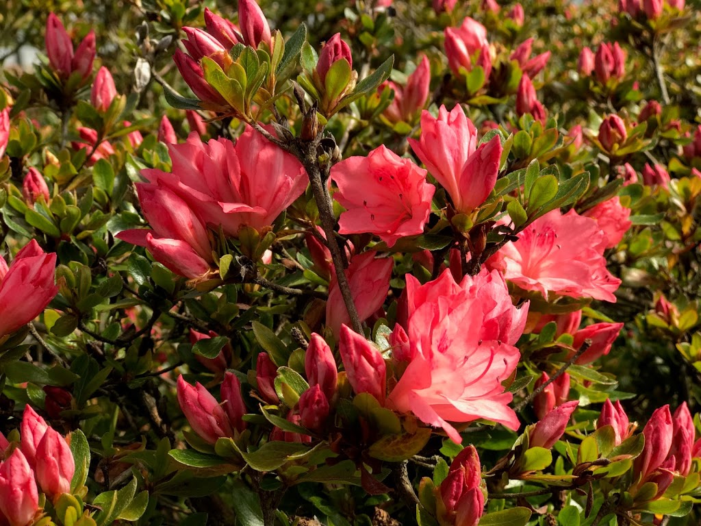 Sekhon & Sons Nursery dba Piroche Plants | 20542 McNeil Rd, Pitt Meadows, BC V3Y 2T9, Canada | Phone: (604) 465-7101
