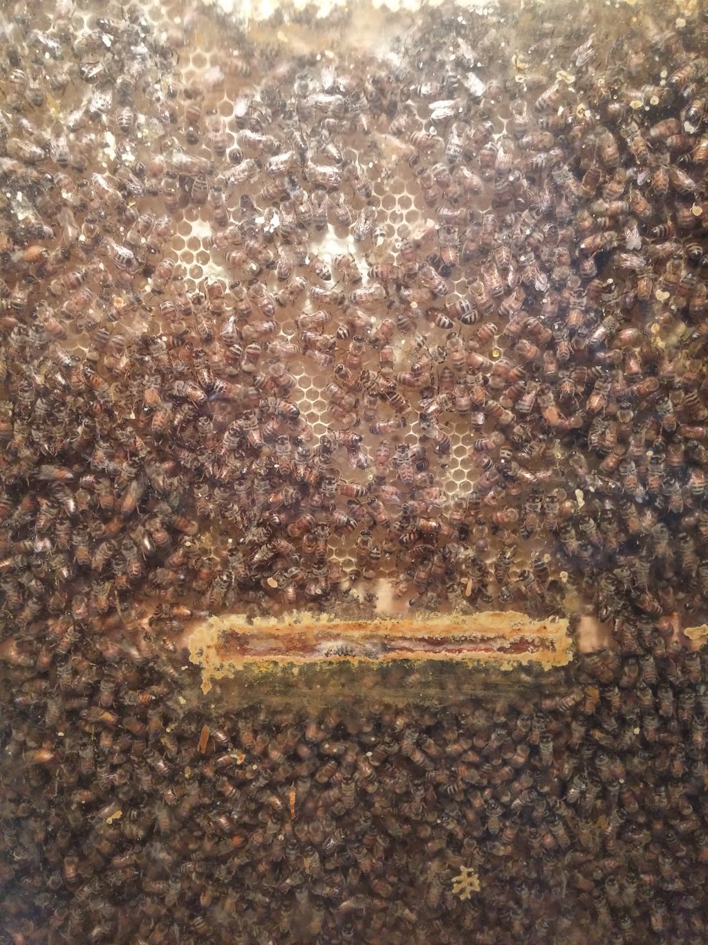 Sun Parlor Honey Ltd | 238 County Rd 14, Cottam, ON N0R 1B0, Canada | Phone: (519) 839-4000