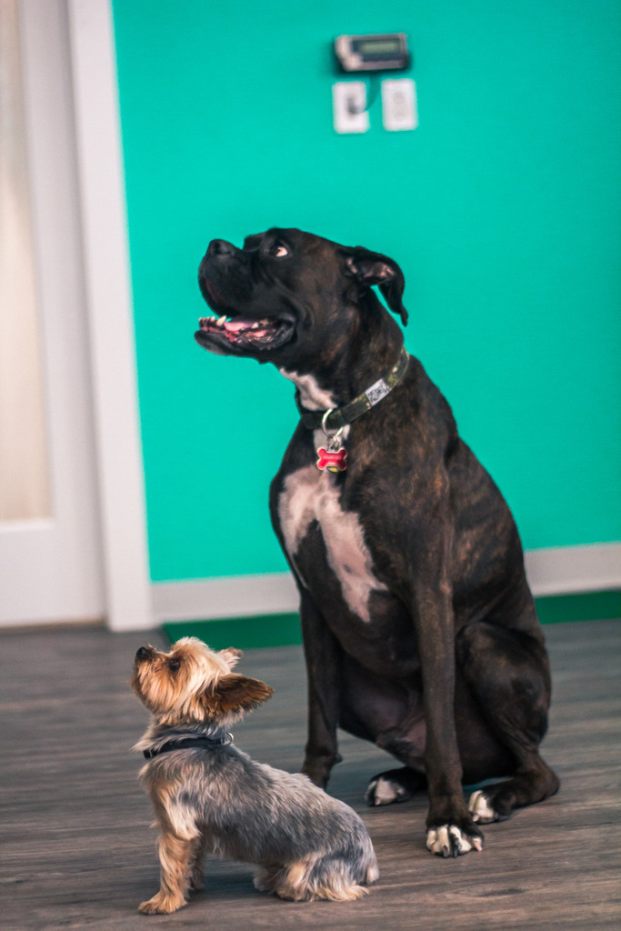 Nolan Hill Veterinary Hospital | 8 Nolan Hill Blvd NW #102, Calgary, AB T3R 0X2, Canada | Phone: (403) 475-6484