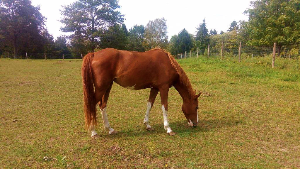 Ganaraska Stable | 8571 Langstaff Rd, Kendal, ON L0A 1E0, Canada | Phone: (289) 251-9113
