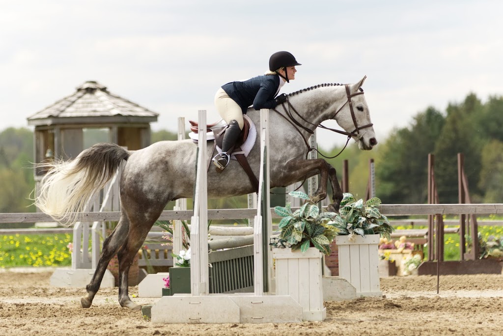 VQ Equestrian | 6686 Gore Rd, Puslinch, ON N0B 2J0, Canada | Phone: (647) 567-3174