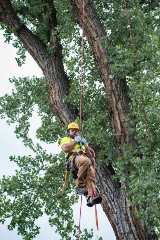 Davey Tree Expert Co. of Canada, Limited | 1354 Chippawa Creek Rd, Port Robinson, ON L0S 1K0, Canada | Phone: (905) 684-2087
