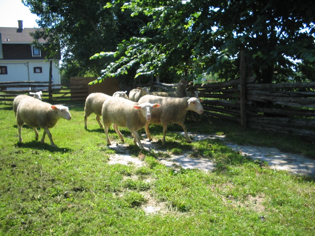 Agnellerie Inc (L) | 209 Rang de lEmbarras RR 1, Kamouraska, QC G0L 1M0, Canada | Phone: (418) 492-3551