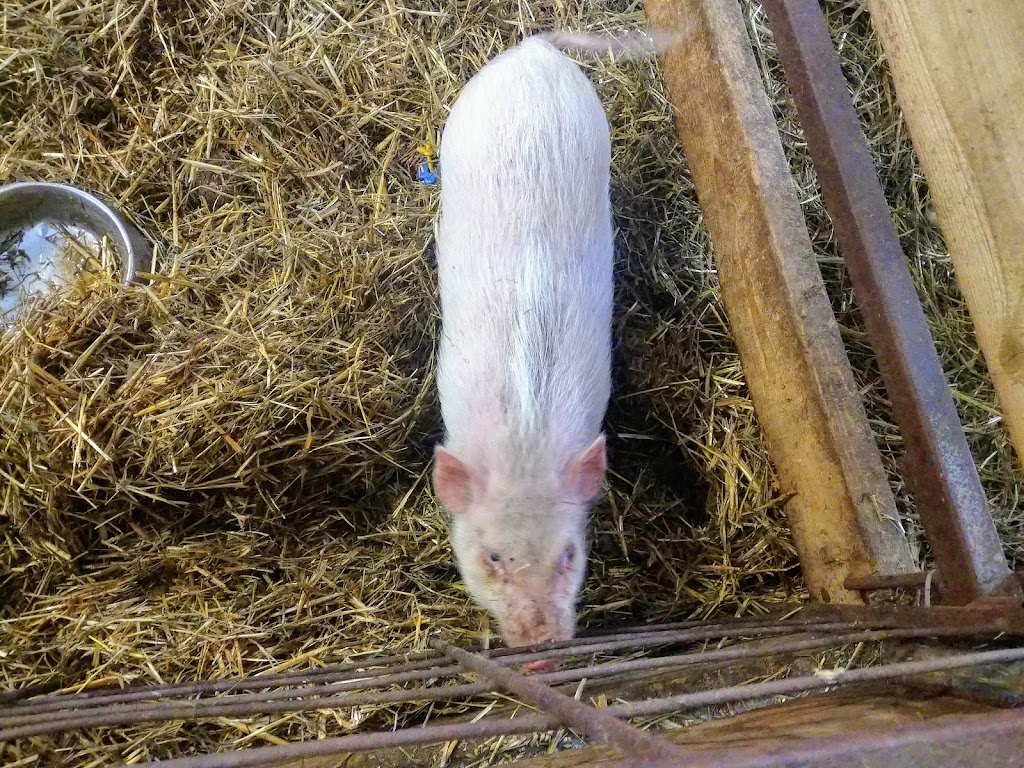Ferme GIJAMIKA | 214 Rang de lEmbarras, Kamouraska, QC G0L 1M0, Canada | Phone: (418) 492-5304