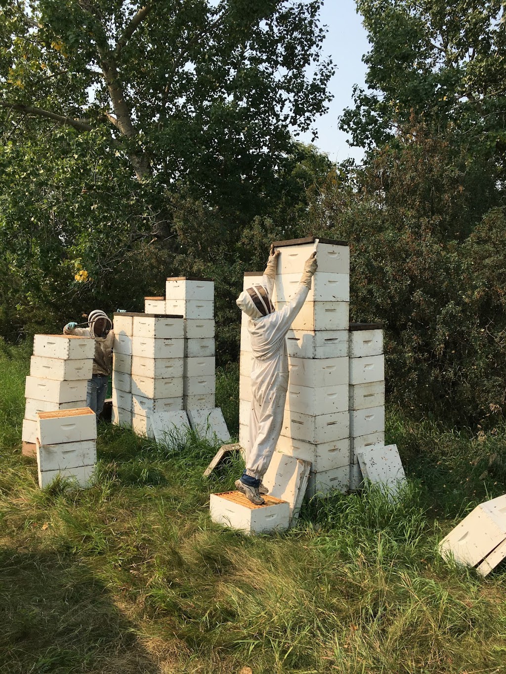 Severson Honey farms | Range Rd 204 RR #2, Camrose, AB T4V 2N1, Canada | Phone: (780) 781-6522
