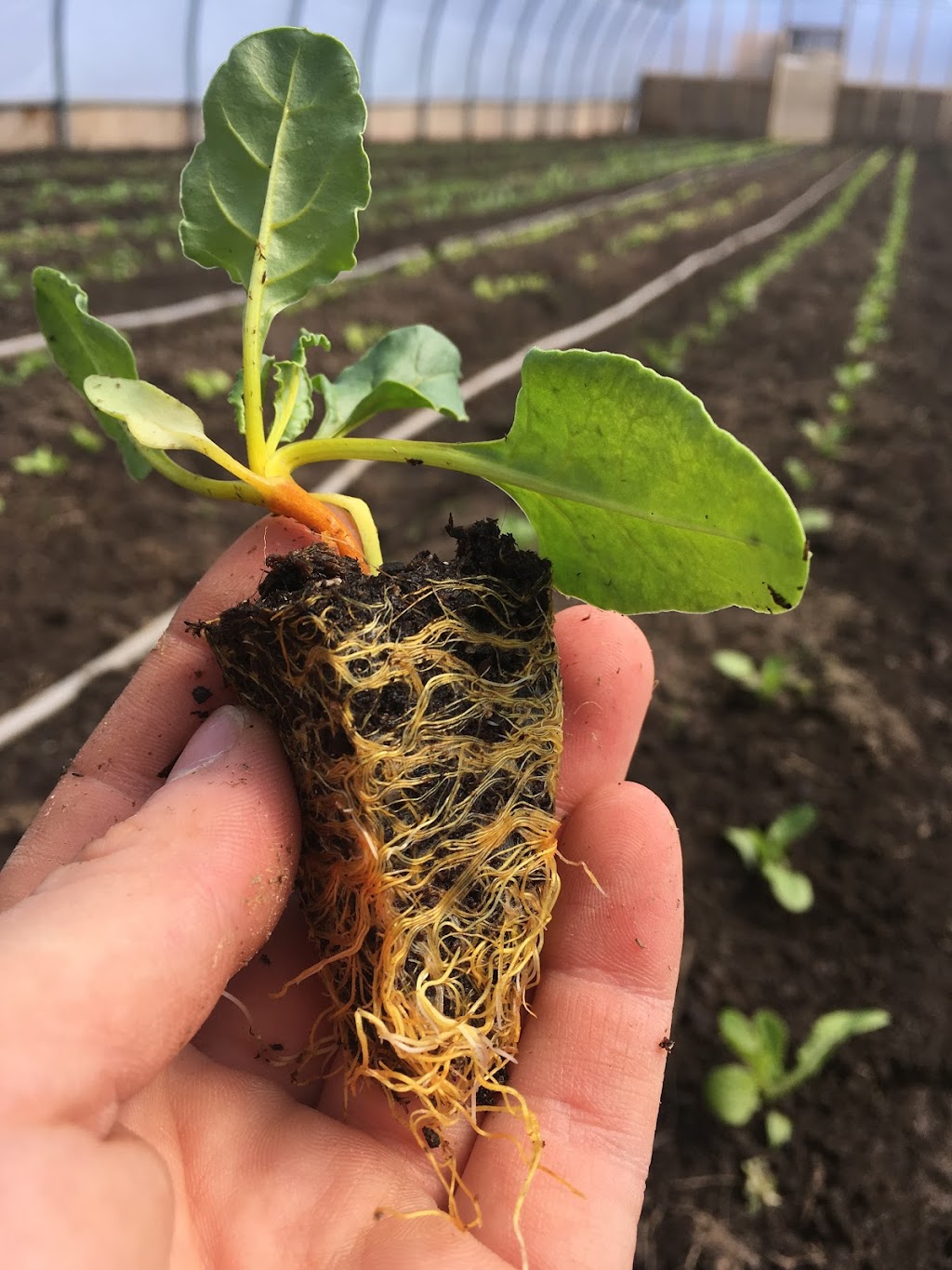 Foragers Farms | 3517 Rowe Rd, Cobourg, ON K9A 4J7, Canada | Phone: (905) 999-3243