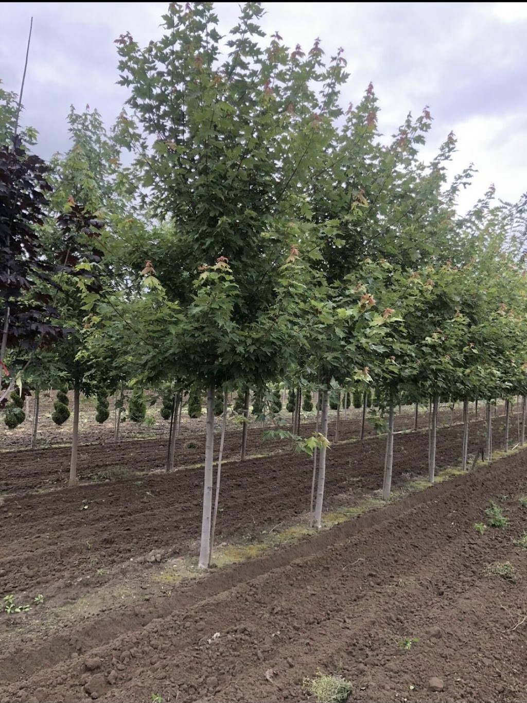 Three Generation Farms | ON-10, Mono, ON L9V 0Z6, Canada | Phone: (416) 845-5700