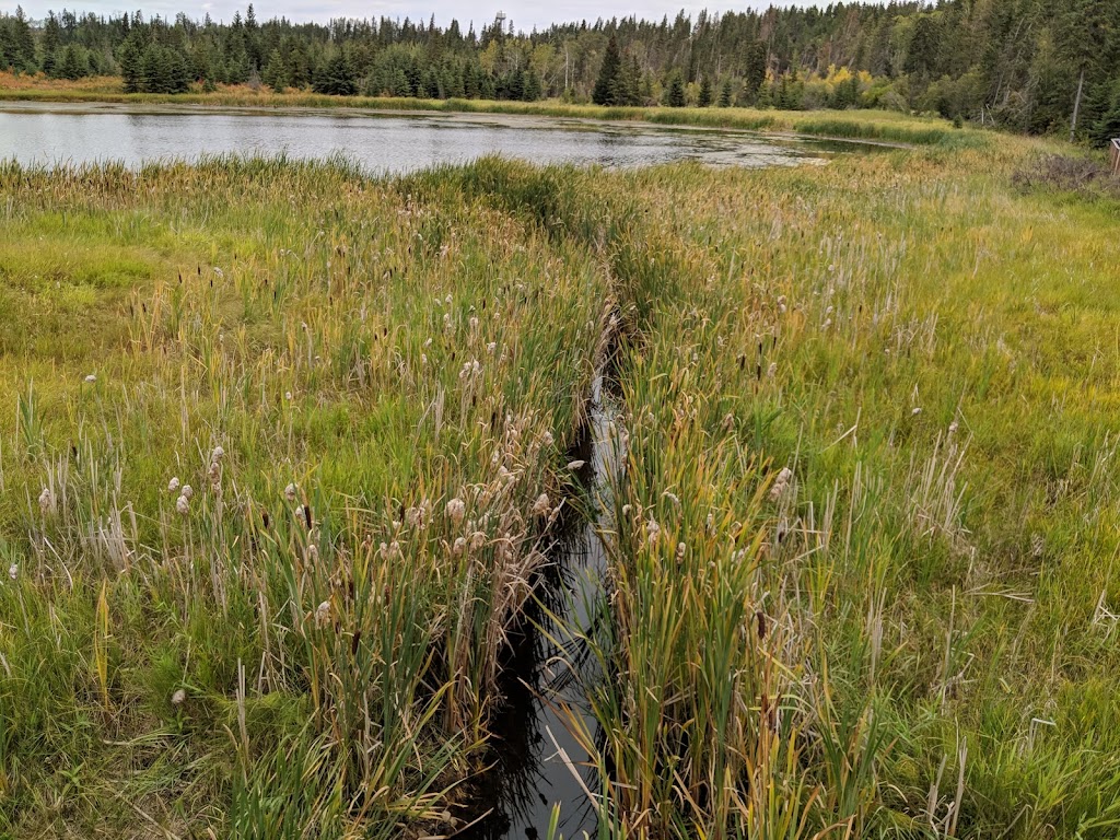 Gaetz Lakes Migratory Bird Sanctuary | 6300 45 Ave, Red Deer, AB T4N 3M4, Canada | Phone: (403) 346-2010