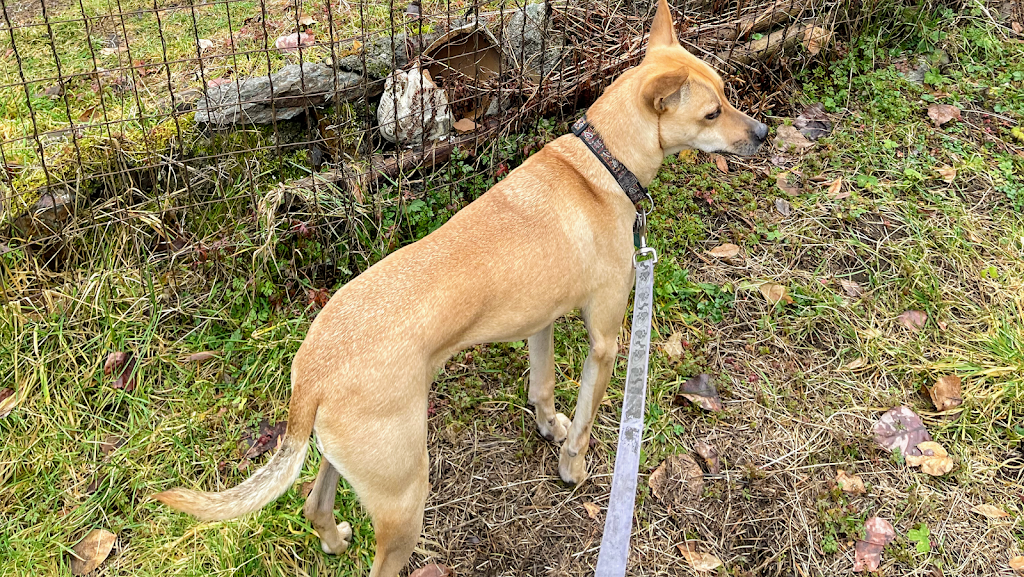 K9 Friends Dog Daycare | 19345 76 Ave, Surrey, BC V4N 6C6, Canada | Phone: (604) 763-8644