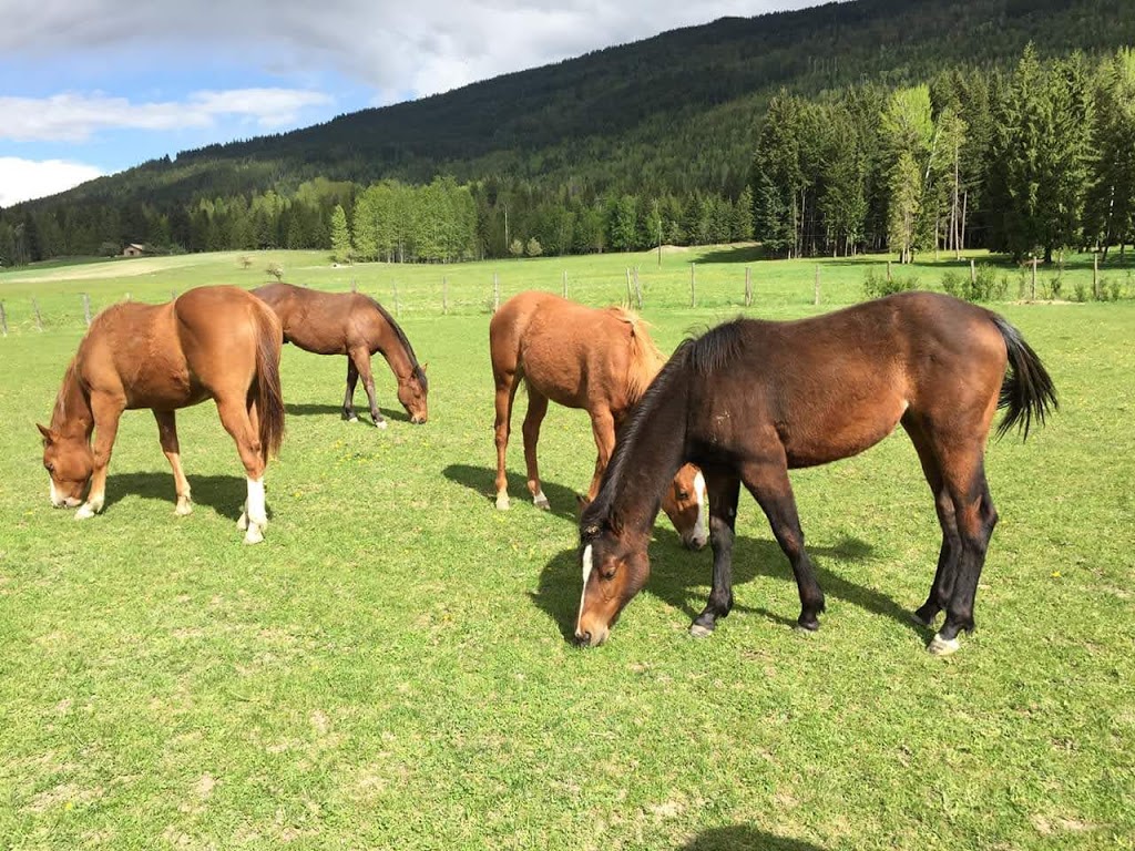 Teixeira Performance Stables | 6741 60 St NE, Canoe, BC V0E 1K0, Canada | Phone: (250) 803-6003