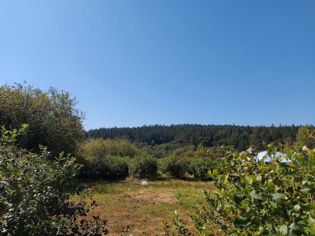 Steld Blueberry Farm | 13605 Michael Rd, Ladysmith, BC V9G 1G7, Canada | Phone: (250) 245-3460