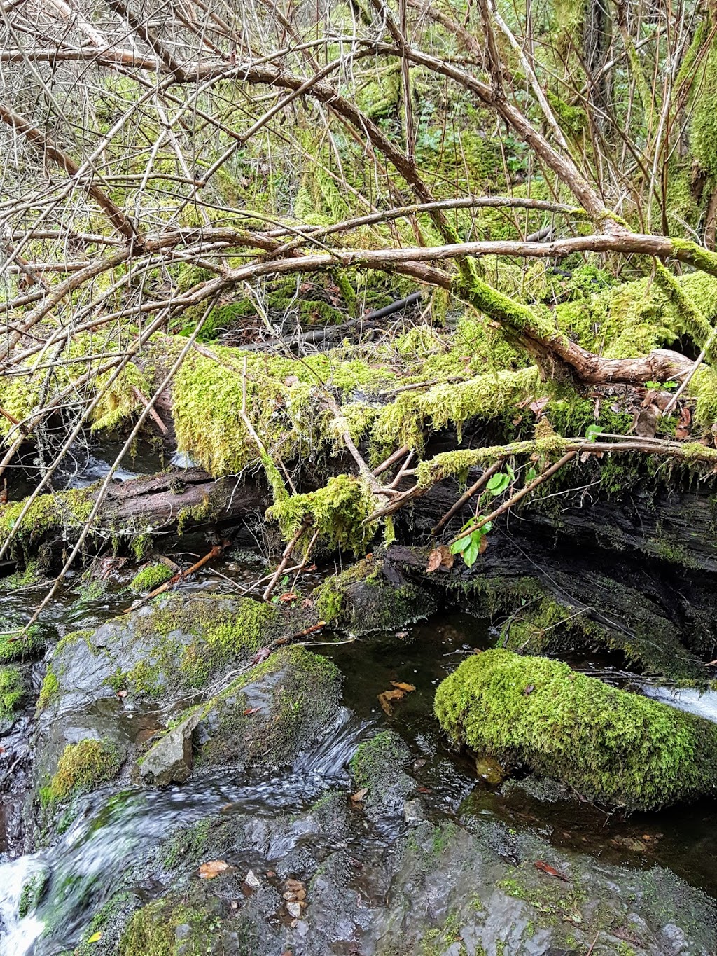 McKenzie Bight Trailhead | 54-98 Ross Durrance Rd, Victoria, BC V9E 2A3, Canada
