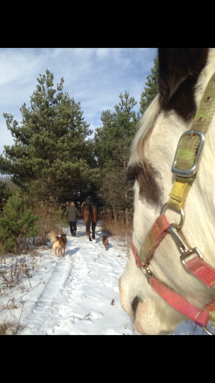 Talisman Equestrian | 4560 Hwy 7, Omemee, ON K0L 2W0, Canada | Phone: (705) 799-2581