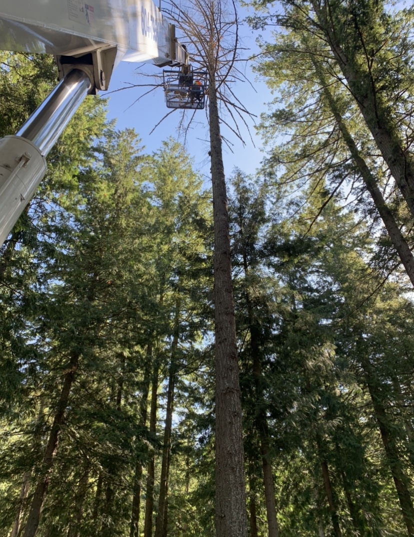 Wishlow Crane | 6736 Henry St, Chilliwack, BC V2R 2Z9, Canada | Phone: (604) 795-0683