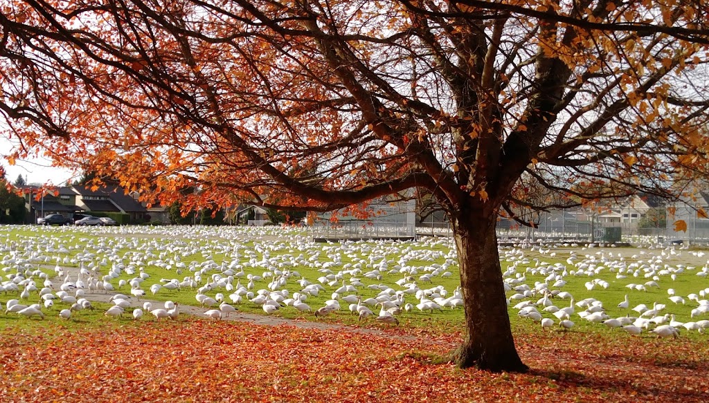Cherry Tree Place | 8111 Colonial Dr, Richmond, BC V7C 4W9, Canada | Phone: (604) 275-3022