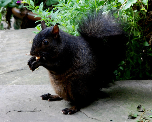 Four Seasons Wildlife Removal - Squirrel | Bird, Raccoon Removal | 88 Cedarcrest Blvd, East York, ON M4B 2P3, Canada | Phone: (416) 761-9777