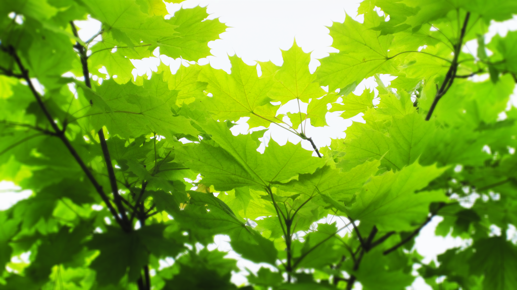 Enviro Digital Printing | 91b Caroline St S, Waterloo, ON N2L 1X4, Canada | Phone: (519) 885-2333