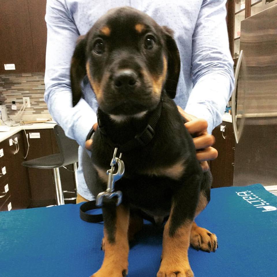 Lacoste Animal Hospital | 50 Lacoste Blvd #117, Brampton, ON L6P 3Z8, Canada | Phone: (905) 913-8888