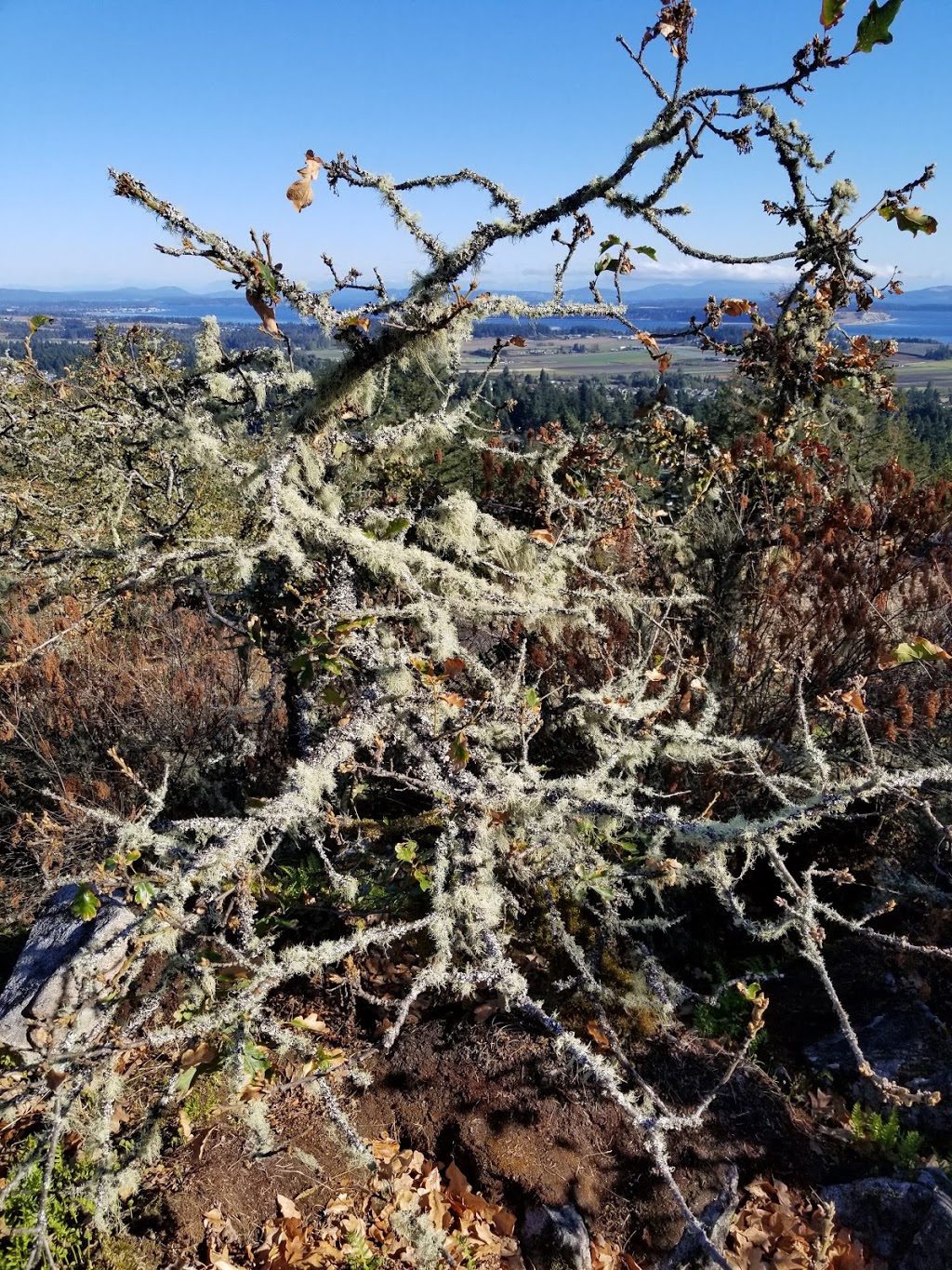 Bear Hill Summit | 6102 Central Saanich Rd, Victoria, BC V8Z 5T7, Canada