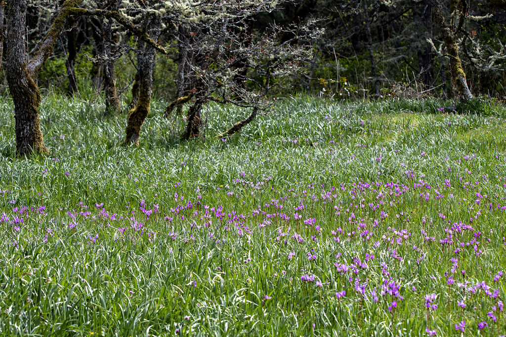 Gore Nature Park | 1018 Greig Ave, Brentwood Bay, BC V8M 1J6, Canada