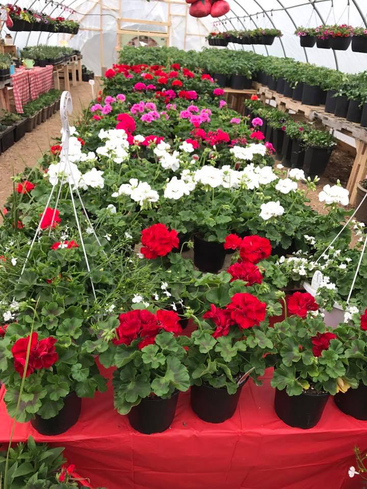Cedar Ridge Greenhouse | Box 130, Saint Benedict, SK S0K 3T0, Canada | Phone: (306) 231-9081