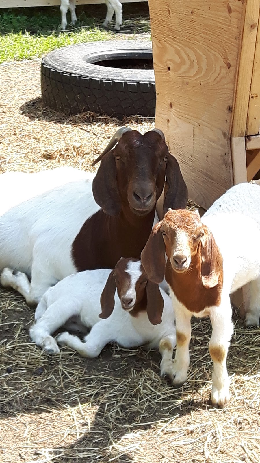 Ferme des Cinq | 1122 5e Rang, La Présentation, QC J0H 1B0, Canada | Phone: (450) 796-1816