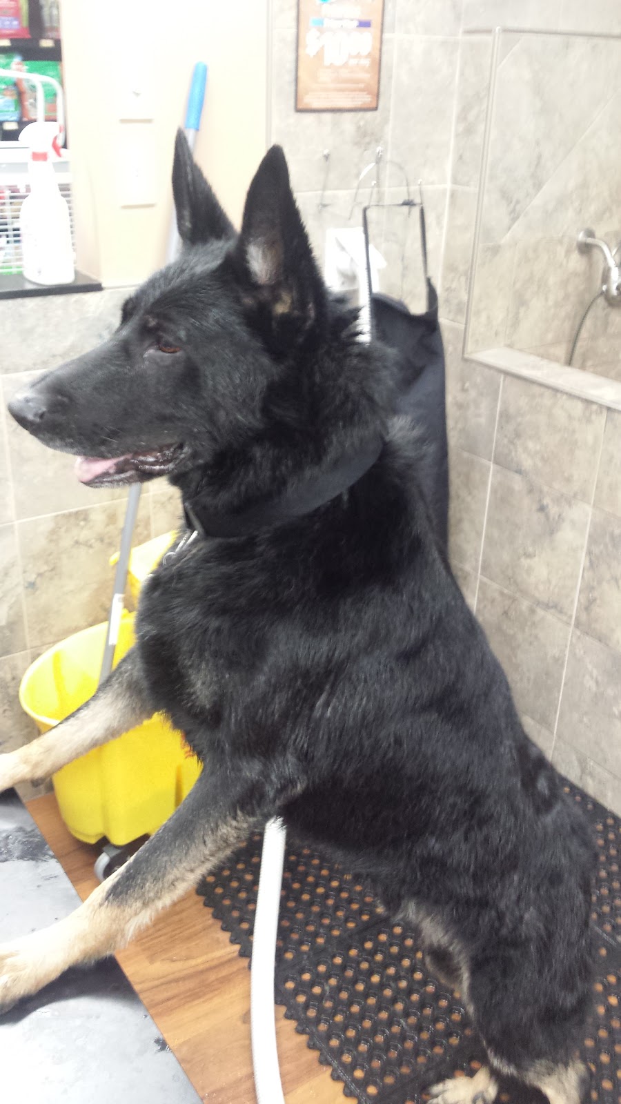 Pet Valu | 4 Forest Hills Pkwy, Dartmouth, NS B2W 5G7, Canada | Phone: (902) 466-1781