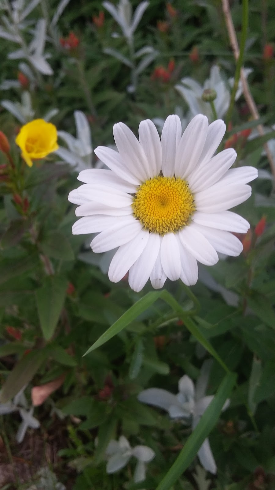 The Passionate Gardener | 1018 Southwood Rd, Severn Bridge, ON P0E 1N0, Canada | Phone: (705) 331-7850