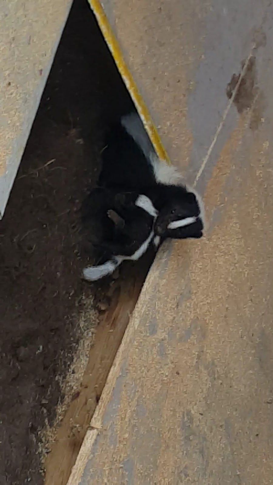 Out-Foxed Wildlife Control Services | 122 Maplestone Ave, Sarnia, ON N7S 4X2, Canada | Phone: (226) 932-1071