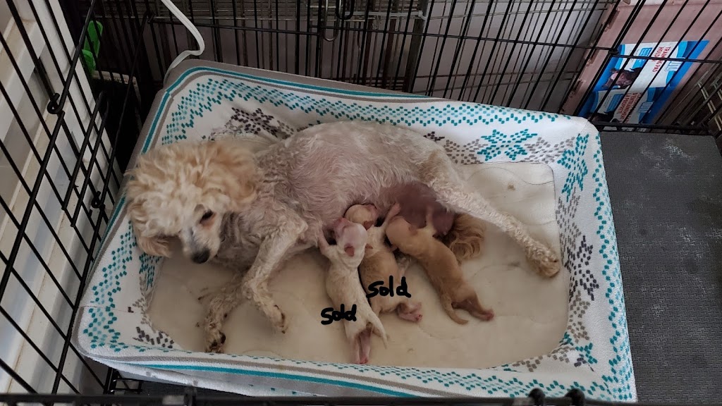 Bonnies Poodles | 836 Poonamalie Side Rd, Smiths Falls, ON K7A 4S4, Canada | Phone: (613) 485-0444