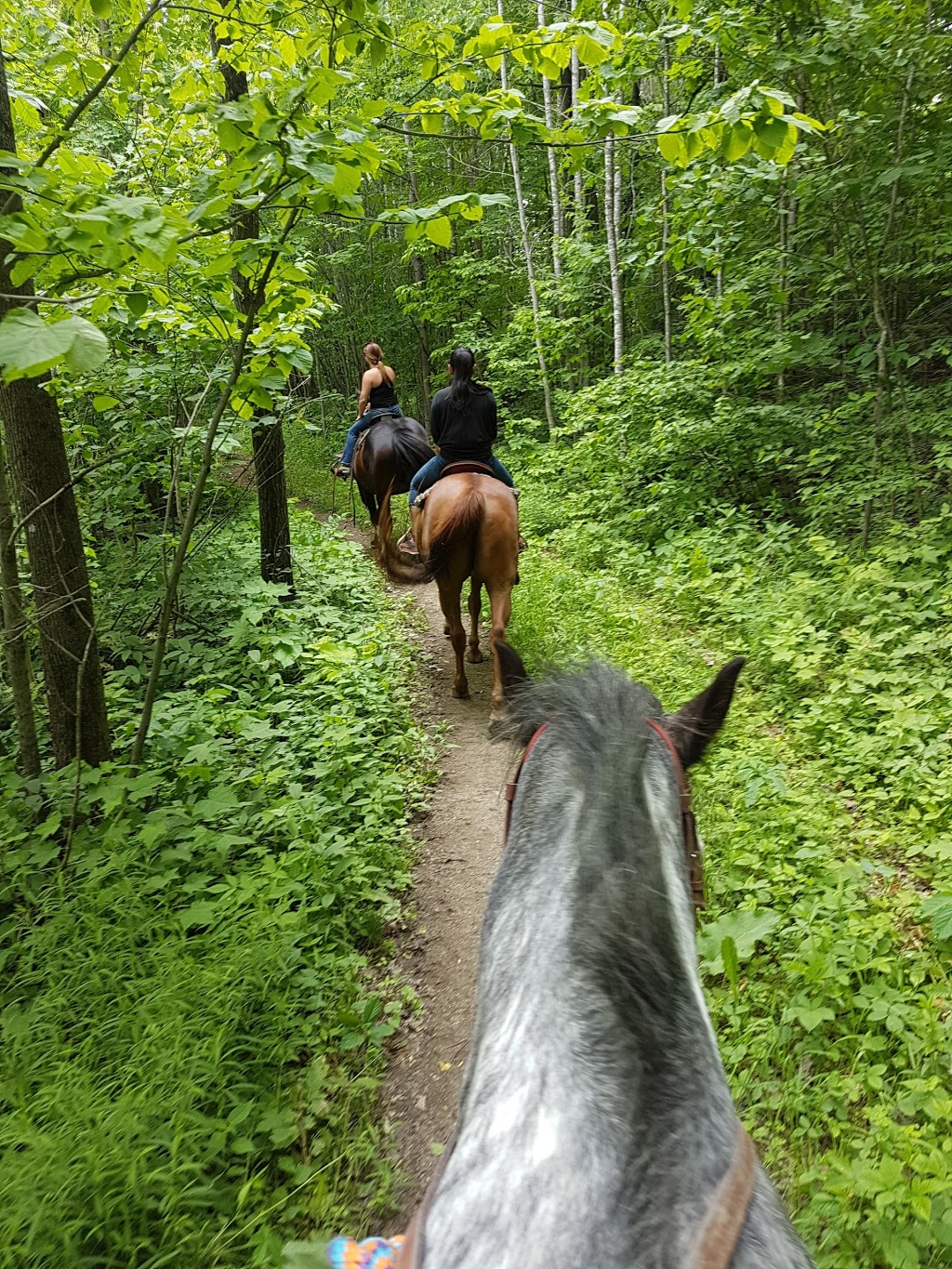 Captiva Farms Horseback Riding | 189 Chemin de la Montagne, Wakefield, QC J0X 3G0, Canada | Phone: (819) 459-2769