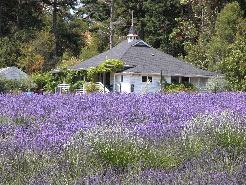 Pelindaba Lavender Farm | 45 Hawthorne Ln, Friday Harbor, WA 98250, USA | Phone: (360) 378-4248