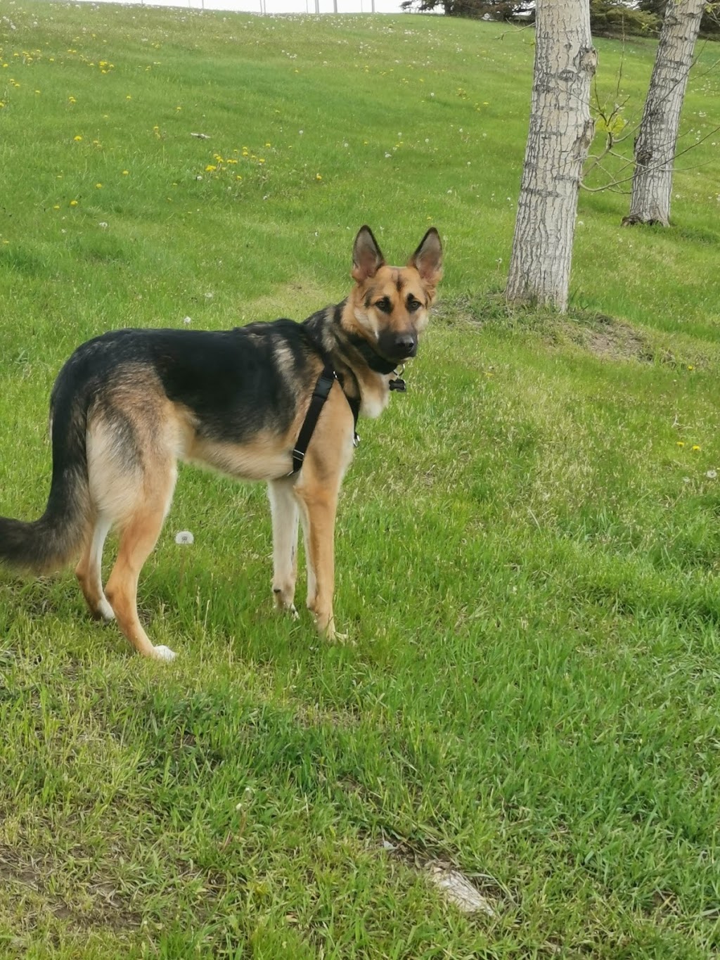 Canyon Meadows Off Leash Area | 1141 Anderson Rd SW, Calgary, AB T2W 1V5, Canada