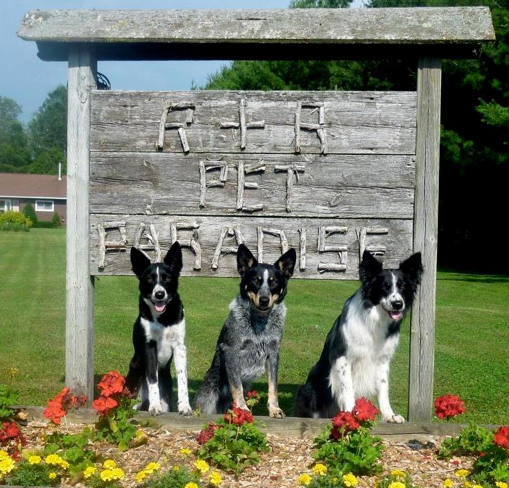 R & R Pet Paradise | 9449 1 Rd N, Harriston, ON N0G 1Z0, Canada | Phone: (519) 338-2223
