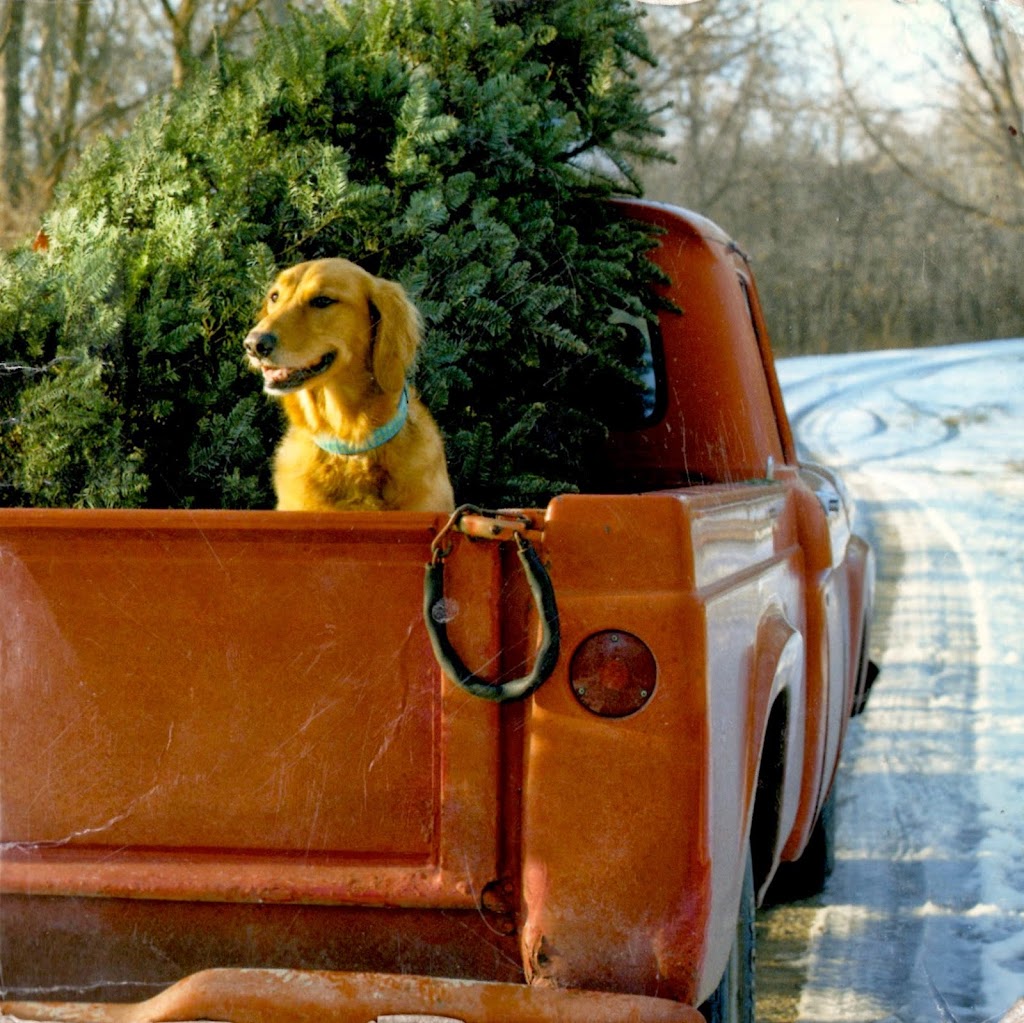 Leos Tree Farm | 24484 Silver Clay Line, West Elgin, ON N0L, Canada | Phone: (519) 857-5947