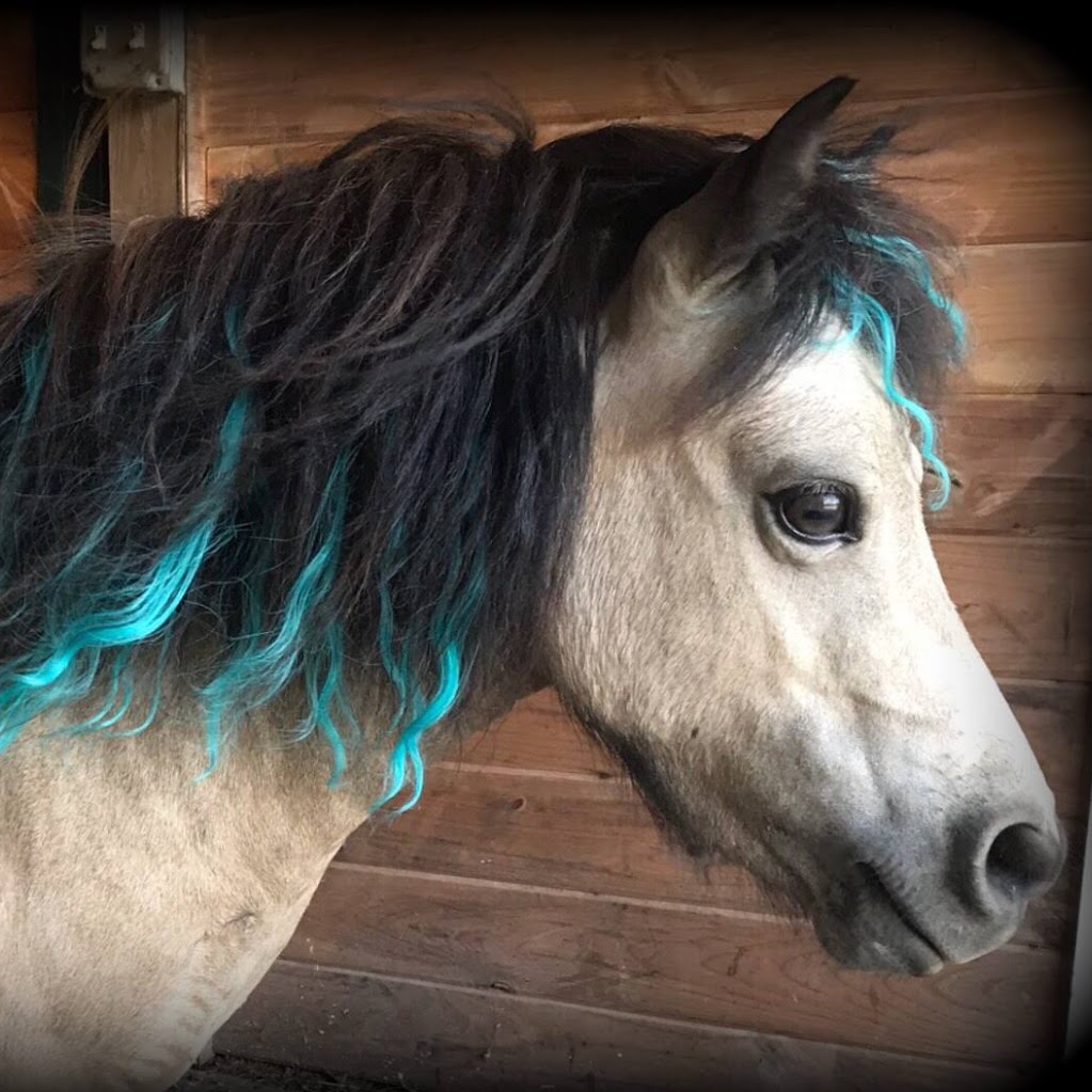 A Horse Named Pilot | 2375 Coomer Rd, Burt, NY 14028, USA
