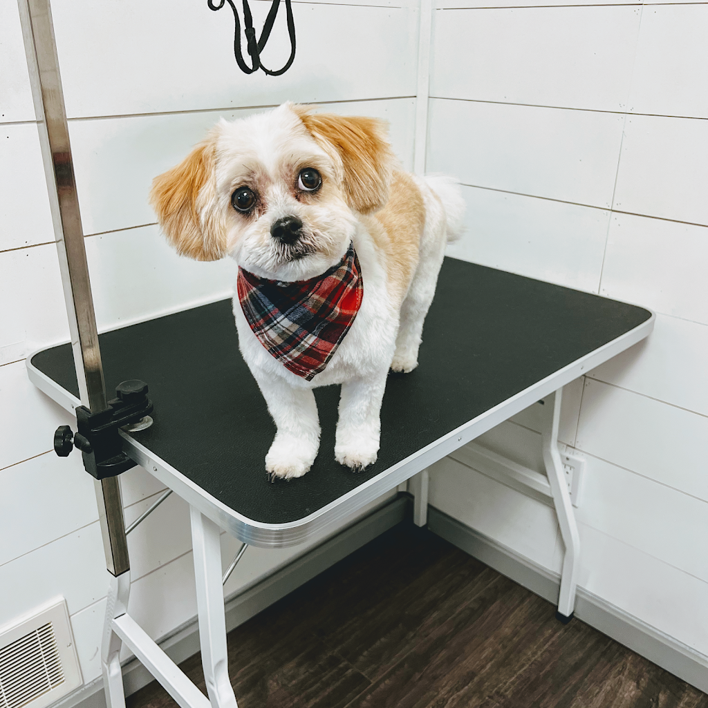 Chelsie Bows For Paws Dog Grooming Services | 5900 Jinkerson Rd, Chilliwack, BC V2R 0B2, Canada | Phone: (778) 322-4903