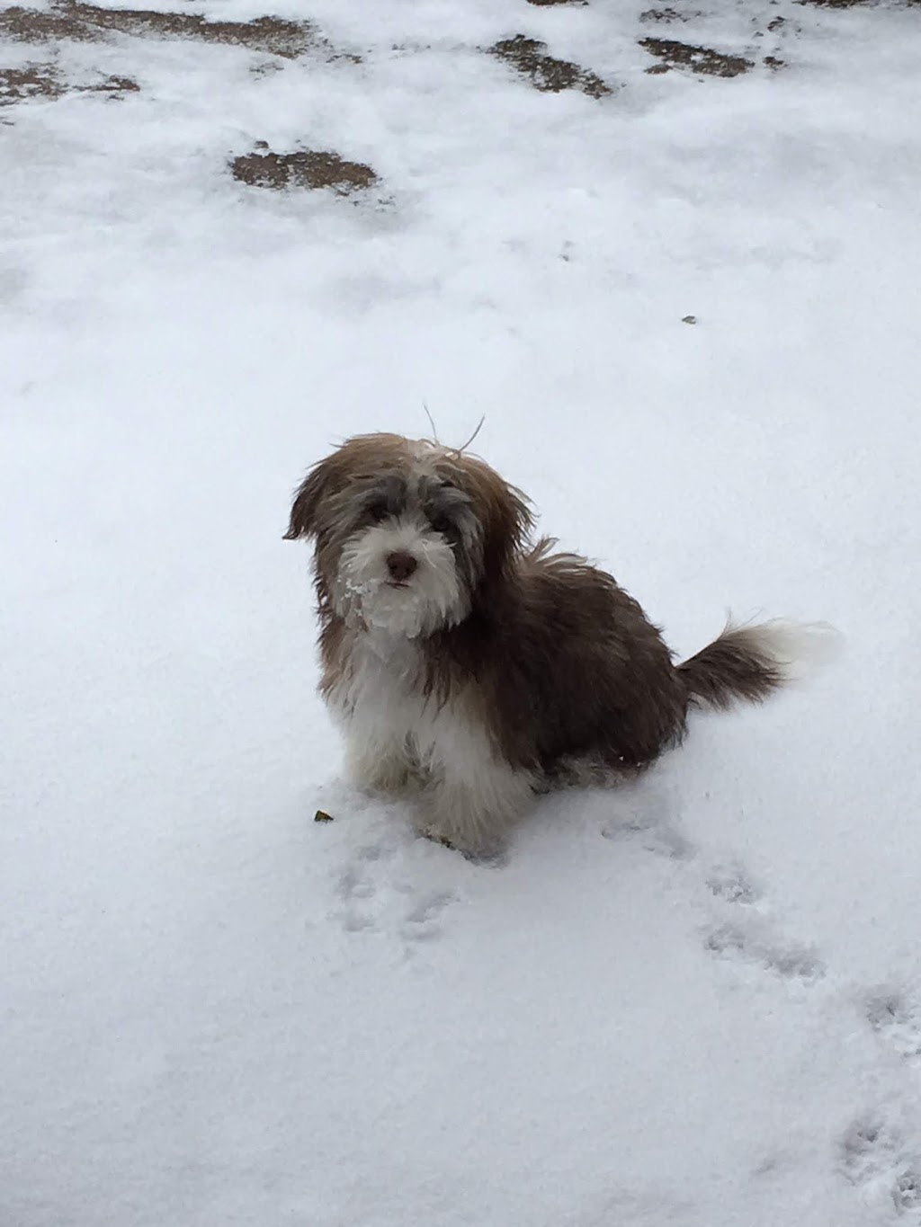 Moors Havanese | B24525, Side Rd 17, Beaverton, ON L0K 1A0, Canada | Phone: (705) 426-1517